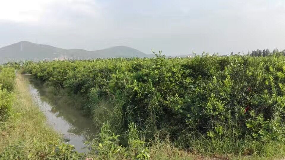 果圍