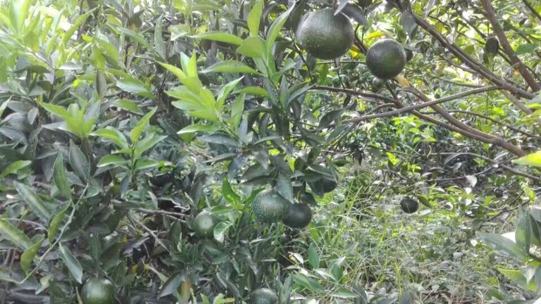柑園