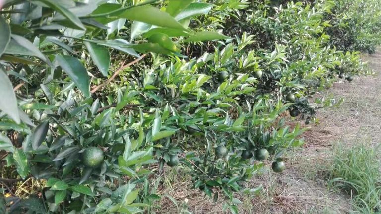 柑園