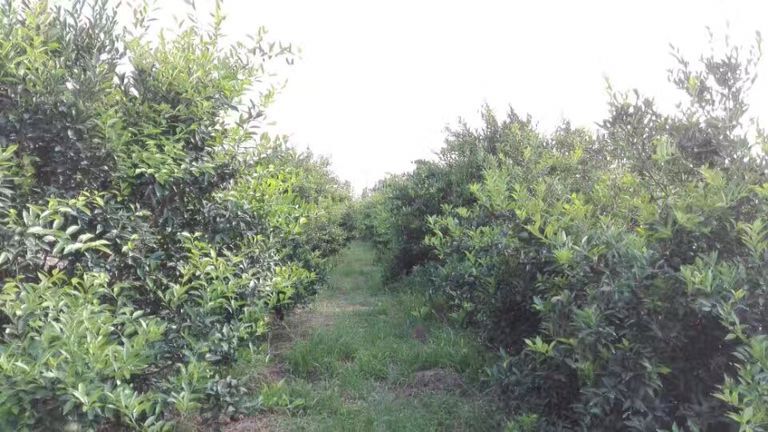 柑園